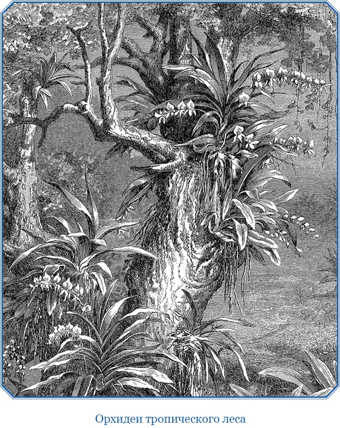 Иллюстрация к книге — В дебрях Африки [i_112.jpg]