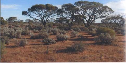 Иллюстрация к книге — Австралия - Terra Incognita. Когда звери еще были людьми [i_047.jpg]