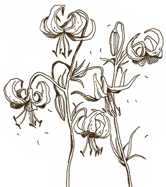 Иллюстрация к книге — Записки для моих потомков [i_085.jpg]