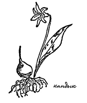 Иллюстрация к книге — Моя сторона горы [i_017.jpg]