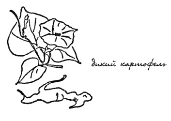 Иллюстрация к книге — Моя сторона горы [i_021.jpg]