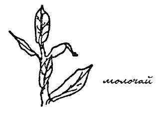 Иллюстрация к книге — Моя сторона горы [i_027.jpg]