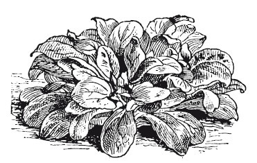 Иллюстрация к книге — Подарок молодым хозяйкам, или Средство к уменьшению расходов в домашнем хозяйстве [i_043.jpg]