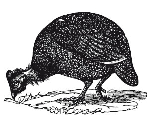 Иллюстрация к книге — Подарок молодым хозяйкам, или Средство к уменьшению расходов в домашнем хозяйстве [i_077.jpg]