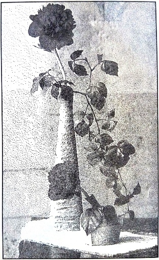 Иллюстрация к книге — Радуга в твоих ладонях [i_002.jpg]