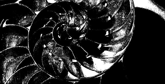 Иллюстрация к книге — Спиральная динамика. Управляя ценностями, лидерством и изменениями в XXI веке [img3278.jpg]