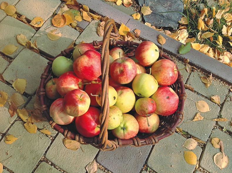 Иллюстрация к книге — (Не)Кулинарная книга. Писательская кухня на Бородинском поле [i_002.jpg]