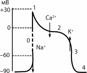 Иллюстрация к книге — Лекарства. Недорогие и эффективные препараты для домашней аптечки [i_002.jpg]