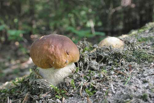 Иллюстрация к книге — Фотография как бизнес: с чего начать, как преуспеть [i_147.jpg]