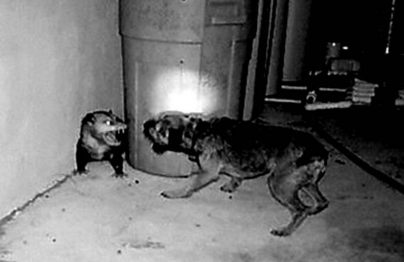 Иллюстрация к книге — Страх в рекламе. Как побудить клиентов к покупке [i_004.jpg]