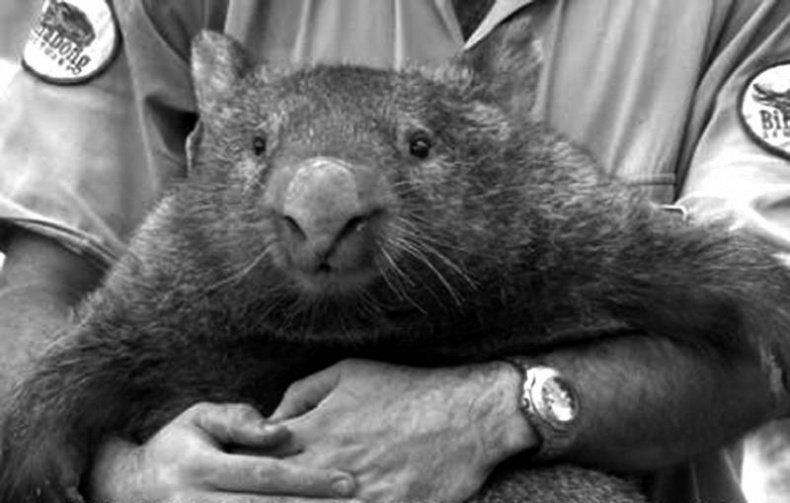 Иллюстрация к книге — Страх в рекламе. Как побудить клиентов к покупке [i_005.jpg]