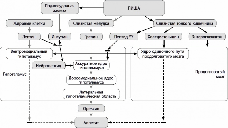 Иллюстрация к книге — Кишечник долгожителя. 7 принципов диеты, замедляющей старение [_05.jpg]