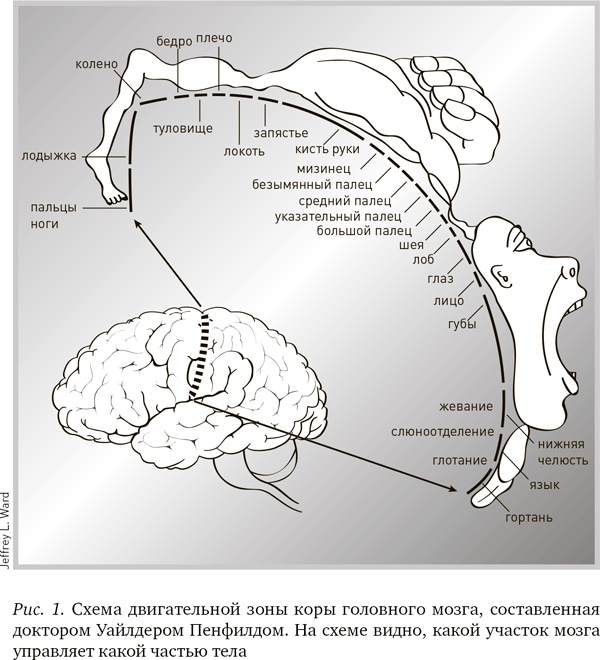 Иллюстрация к книге — Будущее разума [i_001.jpg]