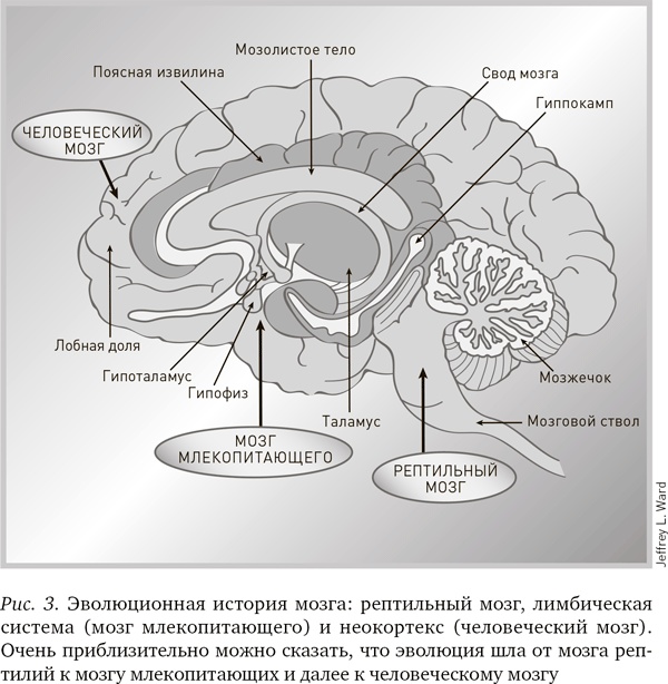 Иллюстрация к книге — Будущее разума [i_003.jpg]