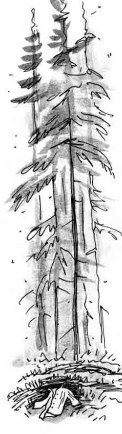 Иллюстрация к книге — Армас. Зона надежды [i_005.jpg]