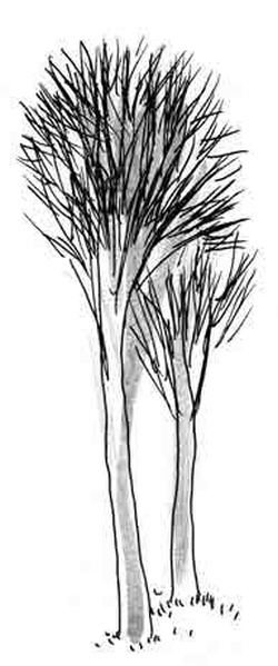 Иллюстрация к книге — Армас. Зона надежды [i_122.jpg]