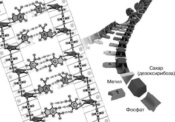 Иллюстрация к книге — Таинственный геном человека [i_001.jpg]