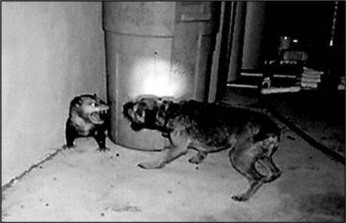 Иллюстрация к книге — Реклама. Игра на эмоциях [i_016.jpg]