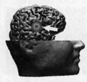 Иллюстрация к книге — Нейромаркетинг. Визуализация эмоций [i_016.jpg]