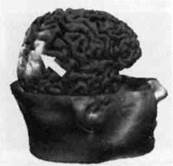 Иллюстрация к книге — Нейромаркетинг. Визуализация эмоций [i_017.jpg]