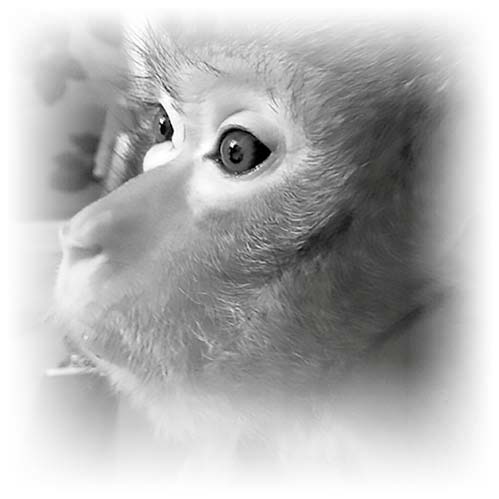 Иллюстрация к книге — Нецензурные заметки Евгения Сивкова о российском консалтинге [i_164.jpg]