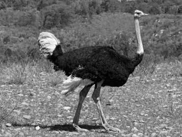 Иллюстрация к книге — Нецензурные заметки Евгения Сивкова о российском консалтинге [i_189.jpg]