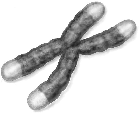 Иллюстрация к книге — Эффект теломер. Революционный подход к более молодой, здоровой и долгой жизни [i_002.jpg]