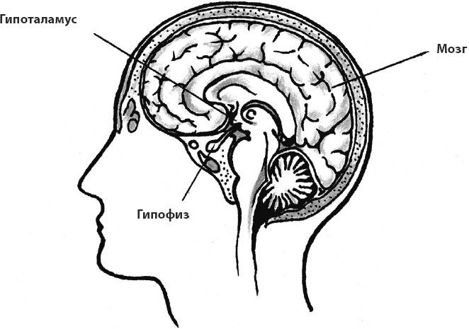 Иллюстрация к книге — Что со мной, доктор? Вся правда о щитовидной железе [_5.jpg]