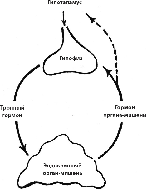 Иллюстрация к книге — Что со мной, доктор? Вся правда о щитовидной железе [_6.jpg]