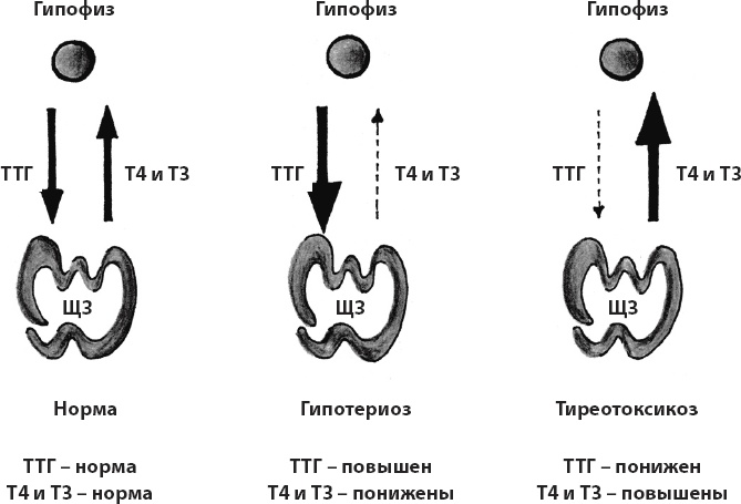 Иллюстрация к книге — Что со мной, доктор? Вся правда о щитовидной железе [_8.jpg]