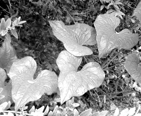 Иллюстрация к книге — Живица Земная. Советы и рецепты от известного травника [_01.jpg]