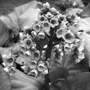 Иллюстрация к книге — Живица Земная. Советы и рецепты от известного травника [_03.jpg]