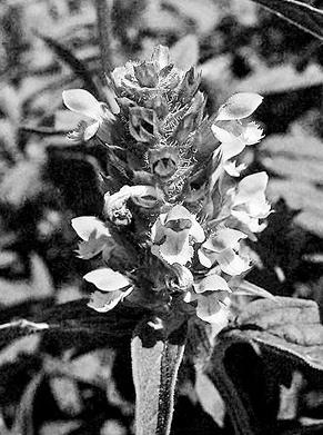 Иллюстрация к книге — Живица Земная. Советы и рецепты от известного травника [_06.jpg]