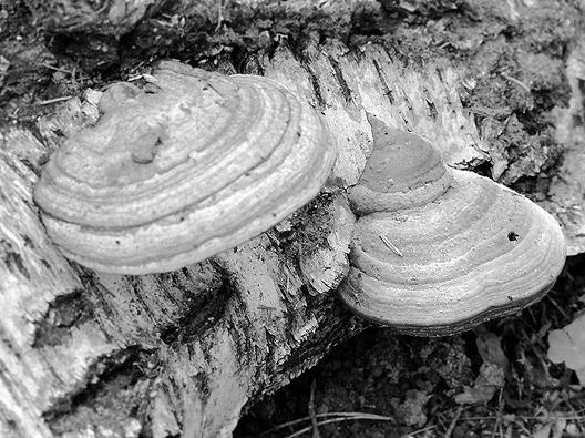 Иллюстрация к книге — Живица Земная. Советы и рецепты от известного травника [_12.jpg]