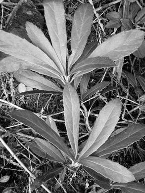 Иллюстрация к книге — Живица Земная. Советы и рецепты от известного травника [_13.jpg]