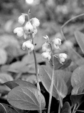 Иллюстрация к книге — Живица Земная. Советы и рецепты от известного травника [_15.jpg]