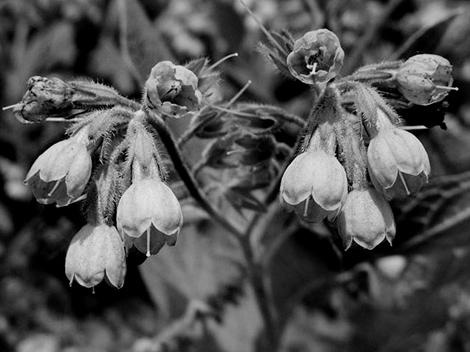 Иллюстрация к книге — Живица Земная. Советы и рецепты от известного травника [_16.jpg]