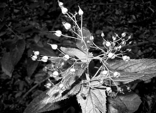 Иллюстрация к книге — Живица Земная. Советы и рецепты от известного травника [_17.jpg]