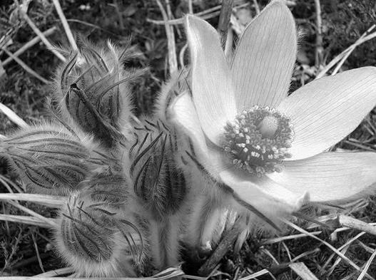 Иллюстрация к книге — Живица Земная. Советы и рецепты от известного травника [_19.jpg]