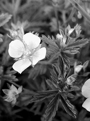 Иллюстрация к книге — Живица Земная. Советы и рецепты от известного травника [_20.jpg]