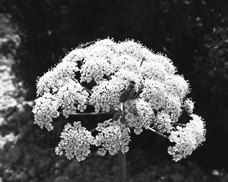 Иллюстрация к книге — Живица Земная. Советы и рецепты от известного травника [_21.jpg]