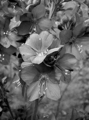 Иллюстрация к книге — Живица Земная. Советы и рецепты от известного травника [_22.jpg]