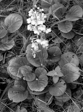 Иллюстрация к книге — Живица Земная. Советы и рецепты от известного травника [_23.jpg]