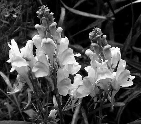 Иллюстрация к книге — Живица Земная. Советы и рецепты от известного травника [_24.jpg]