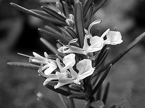 Иллюстрация к книге — Живица Земная. Советы и рецепты от известного травника [_26.jpg]