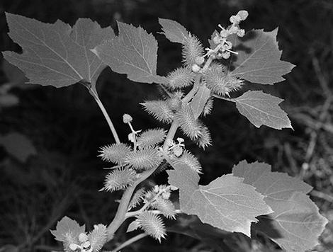 Иллюстрация к книге — Живица Земная. Советы и рецепты от известного травника [_28.jpg]