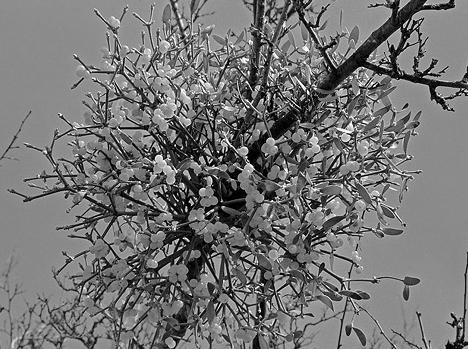 Иллюстрация к книге — Живица Земная. Советы и рецепты от известного травника [_30.jpg]