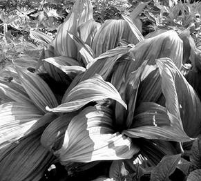 Иллюстрация к книге — Живица Земная. Советы и рецепты от известного травника [_31.jpg]