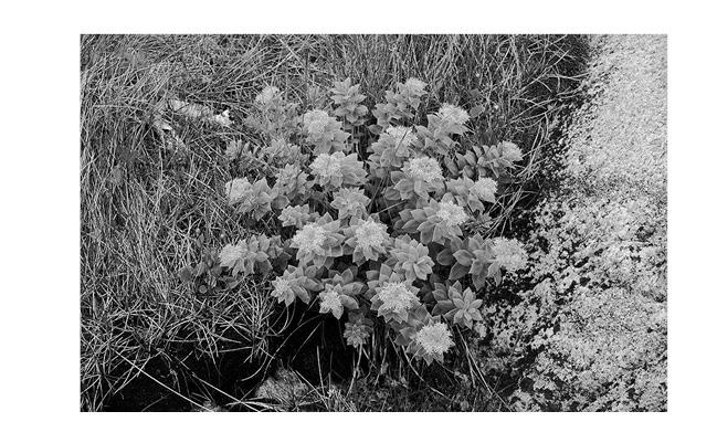 Иллюстрация к книге — Живица Земная. Советы и рецепты от известного травника [_37.jpg]