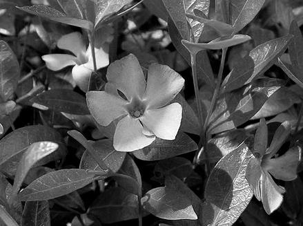 Иллюстрация к книге — Живица Земная. Советы и рецепты от известного травника [_38.jpg]